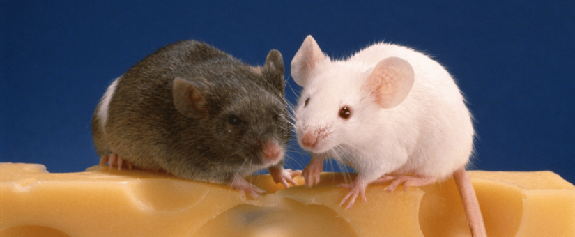 Combination Gene Therapy Treats Age-Related Diseases in Mice